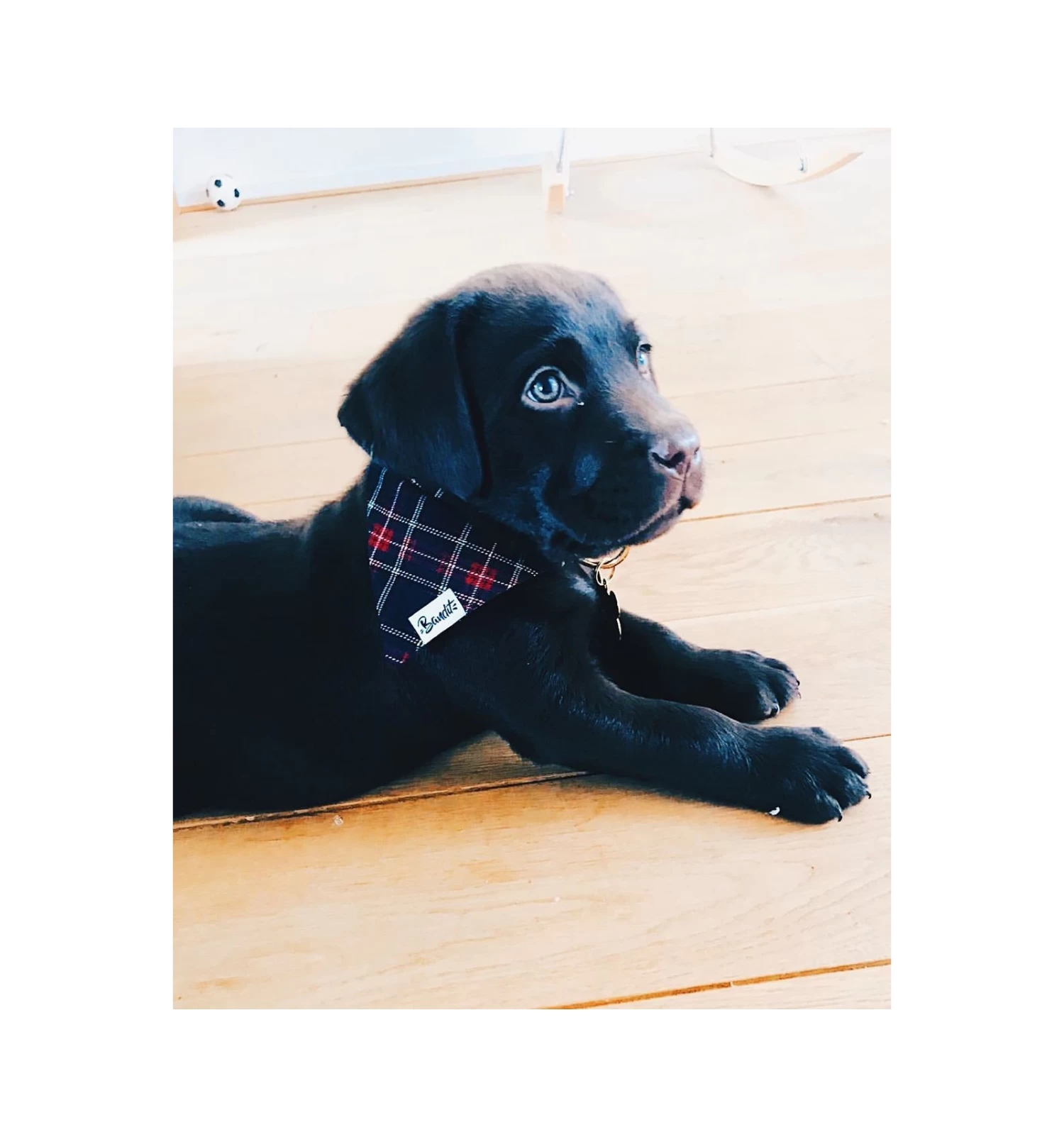 Bandana OH MY LORD 2 Bandana OH MY LORD – Image 2