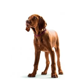 Hunter Collier Round & Soft 7 Hunter Collier Round & Soft -Animalerie collier round soft 3