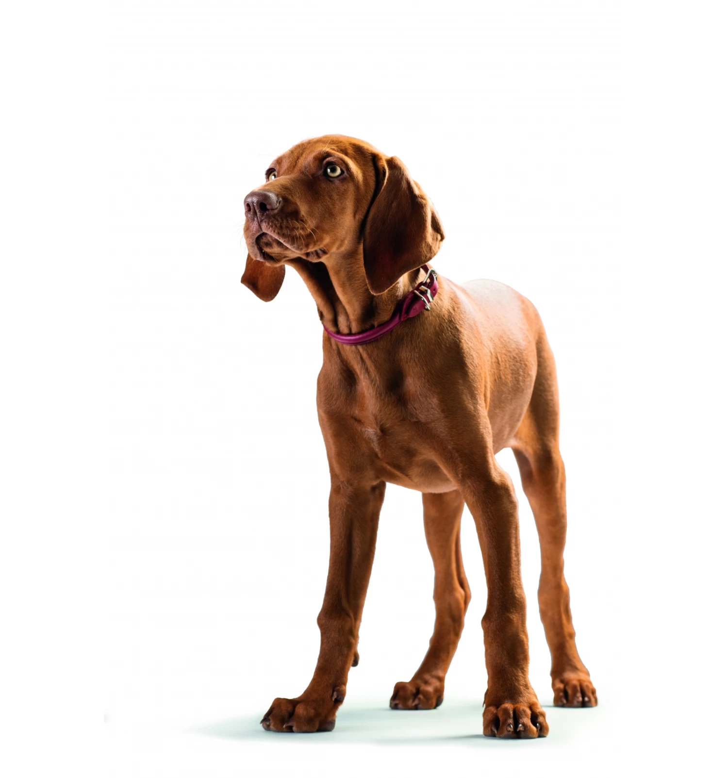 Hunter Collier Round & Soft 4 Hunter Collier Round & Soft – Image 4