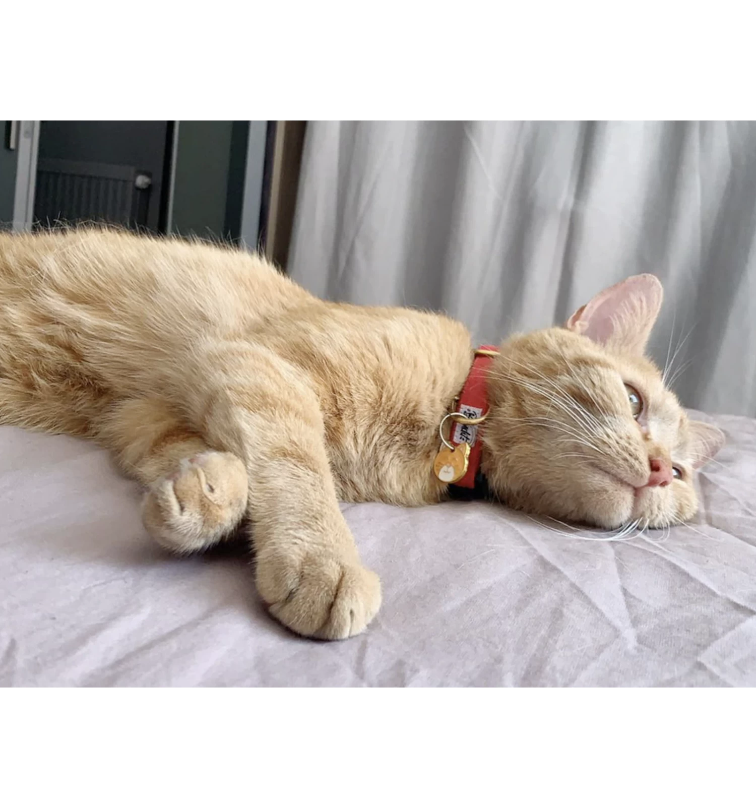 Collier SO RED CHIC Chat 2 Collier SO RED CHIC Chat – Image 2