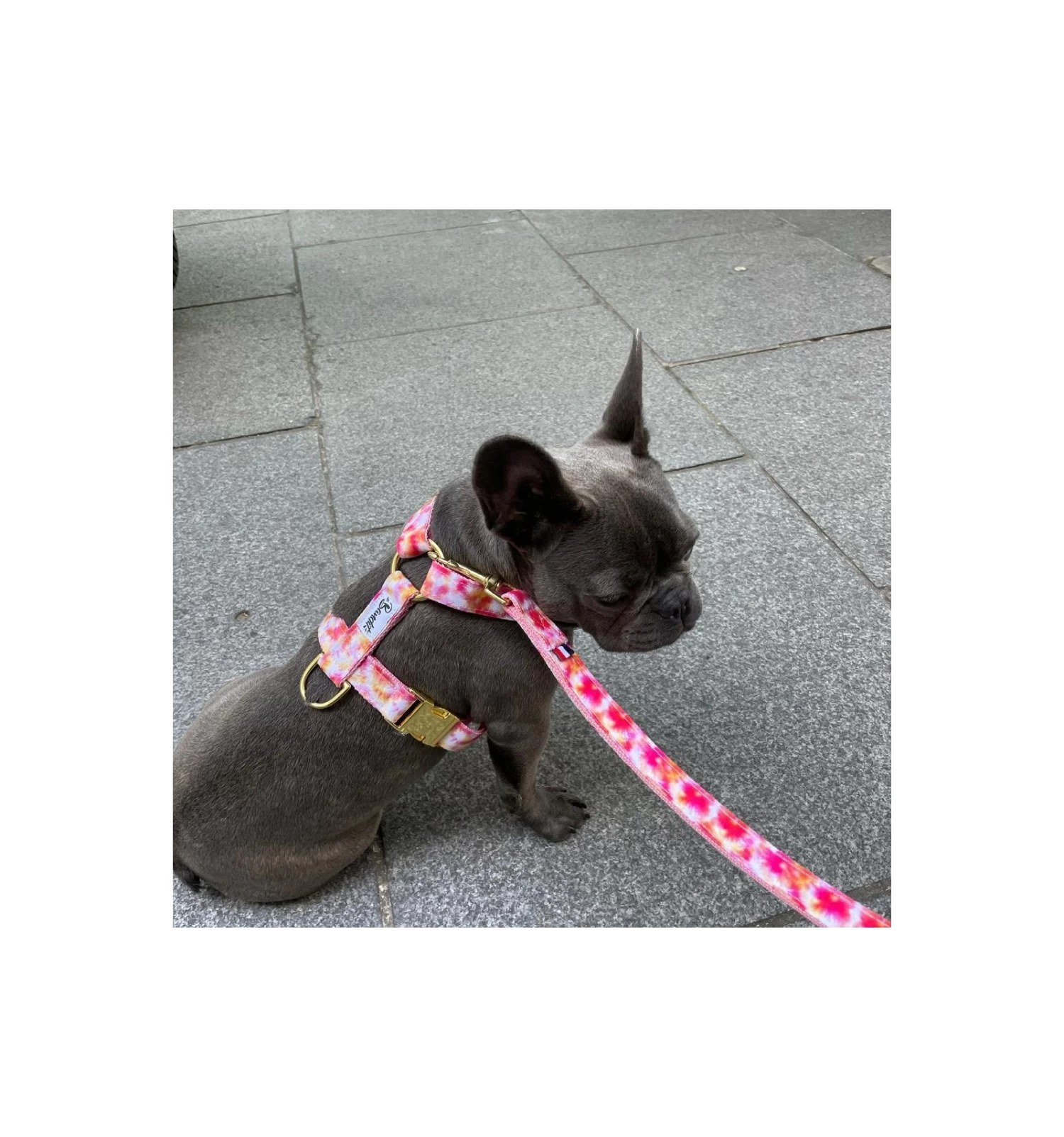 Harnais BANDIKINI 2 Harnais BANDIKINI – Image 2