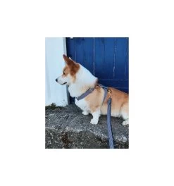 Produits populaires -Animalerie harnais in the navy 1