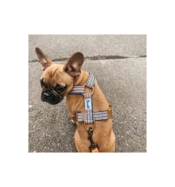 Produits populaires -Animalerie harnais the french banban 1