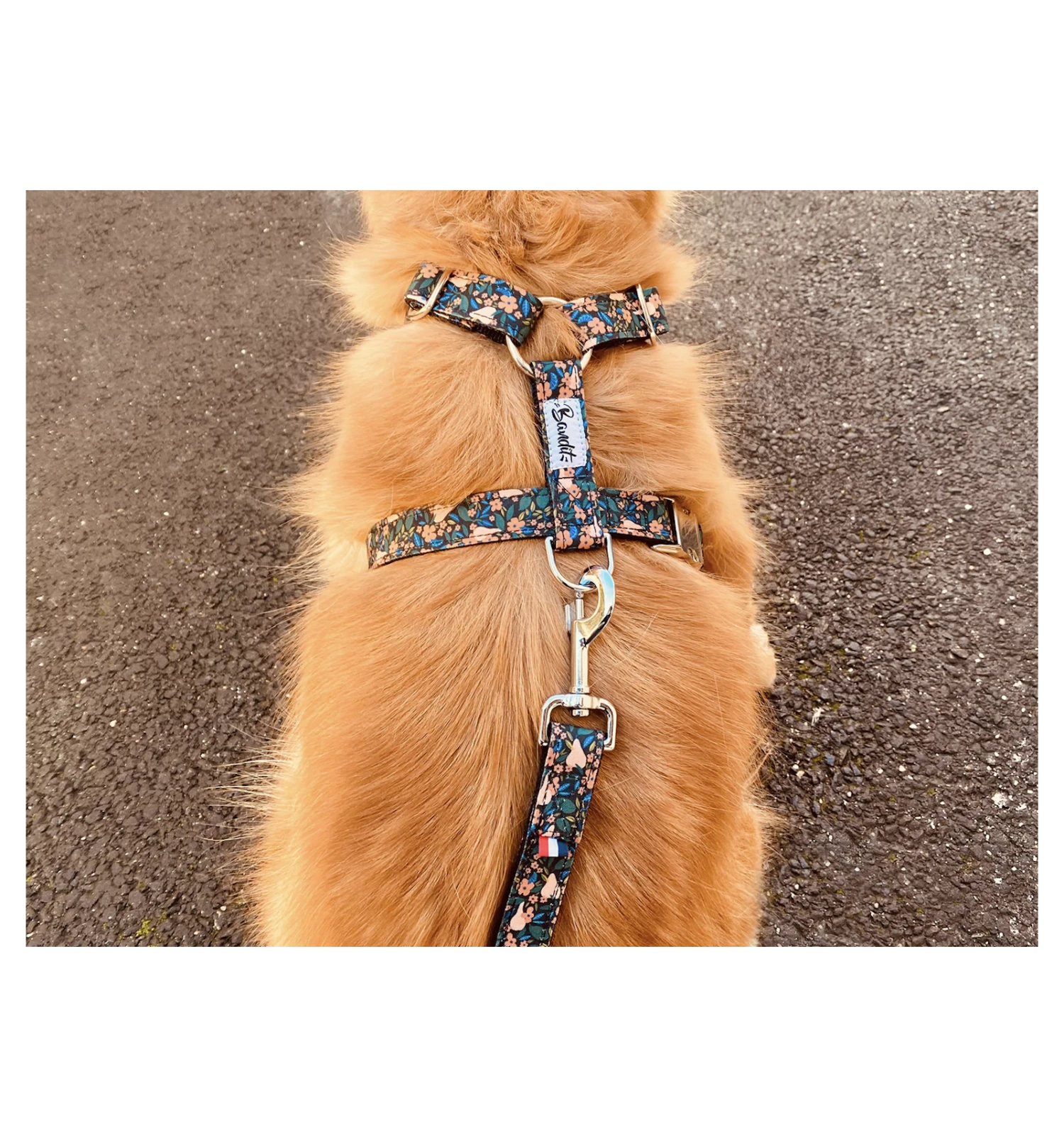 Laisse FLOWER PAWER 1 Laisse FLOWER PAWER