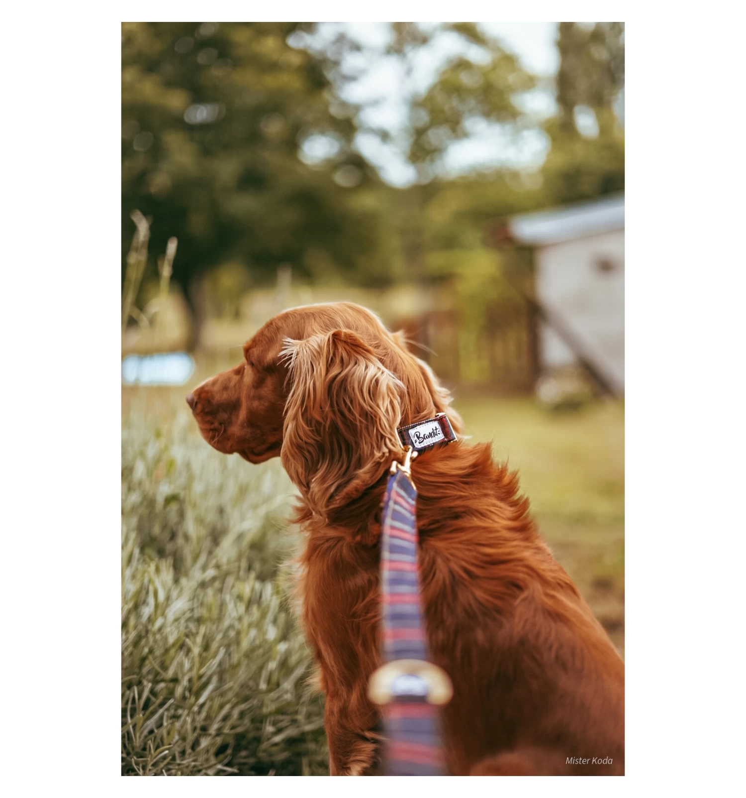 Laisse OH MY LORD 2 Laisse OH MY LORD – Image 2