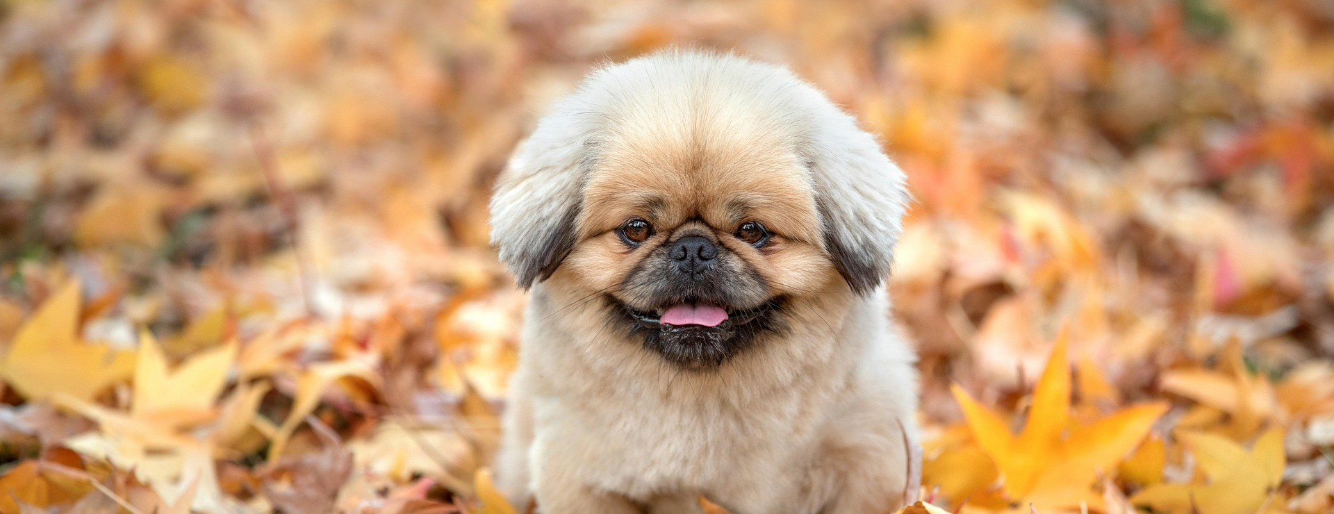 Animalerie 2 Animalerie -Animalerie doggy 8683291 1920