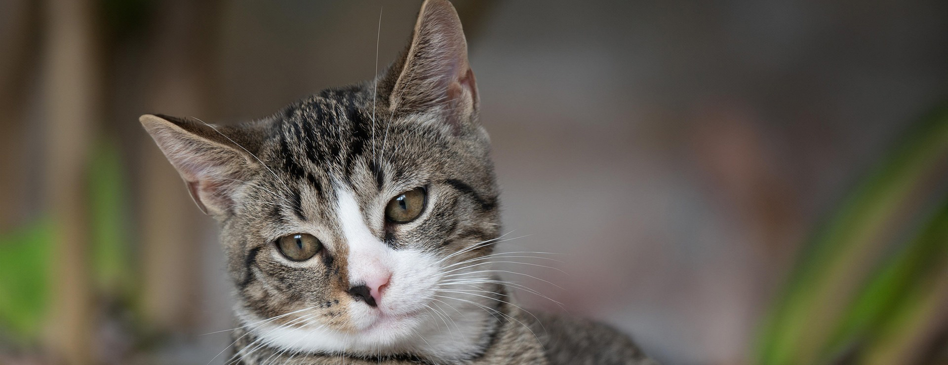 Animalerie 4 Animalerie -Animalerie european shorthair 8267220 1920